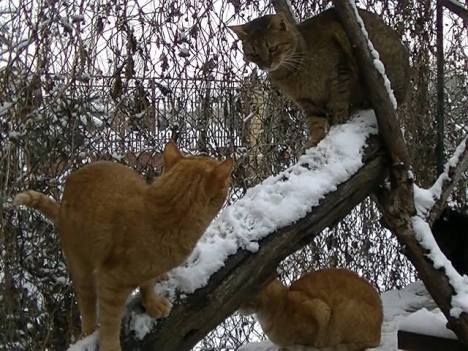 winter has come 2015