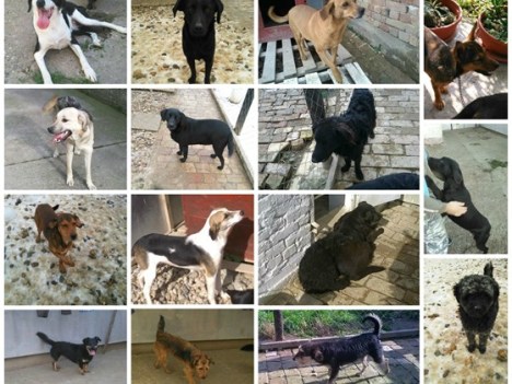 16 dogs needing help