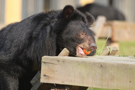 AA moon bear March 15