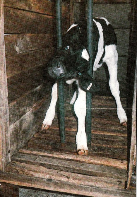 calf crate_NEW