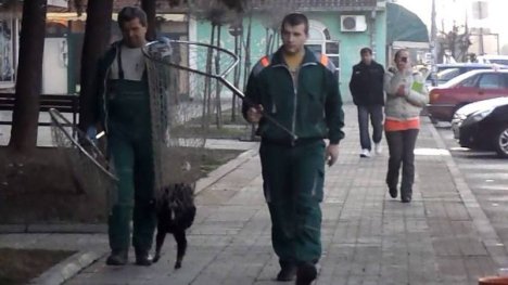 Goran dogcatcher petition