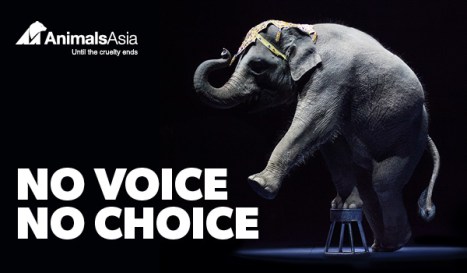 no choice no voice