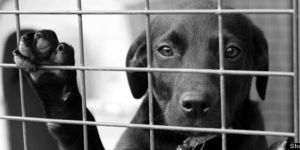 petition public registry