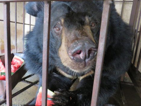 AA bear rescue 5 may 1