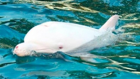 angel-albino-dolphin-592x336