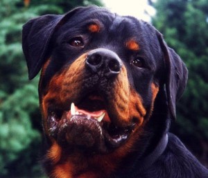 dog butcher petition