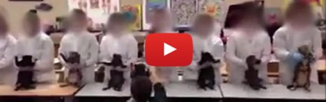 students dance with dead cats