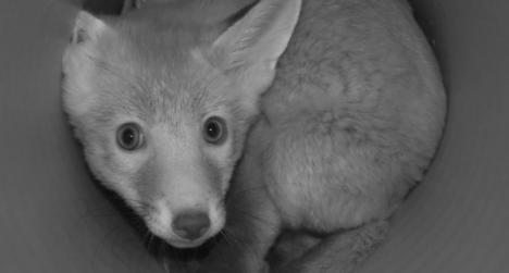 fox cubs kidnapped