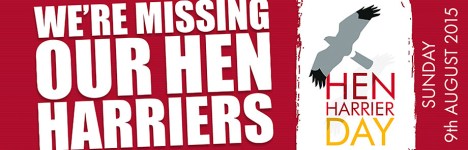 hen harrier 2