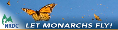 MonarchsFly-email-Banner-3-18-14