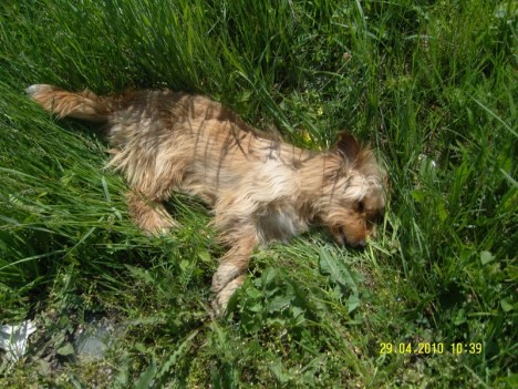 SAMSUNG DIGITAL CAMERA