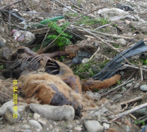 SAMSUNG DIGITAL CAMERA