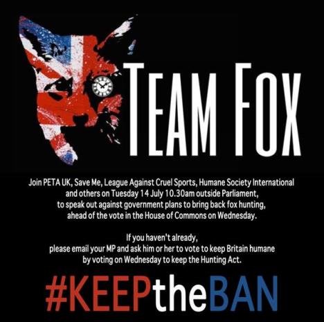 team fox