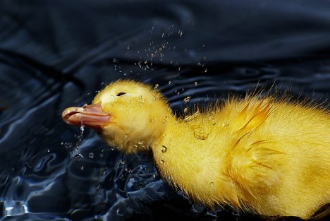 12158762865_b97a12e378_c