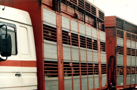 calf export Dover_NEW