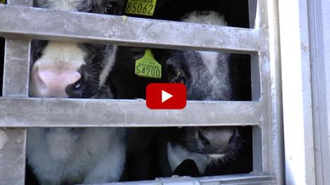 calves-to-israel-video-still