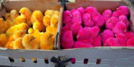 dyed chicks
