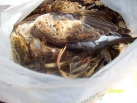 PENTACON DIGITAL CAMERA