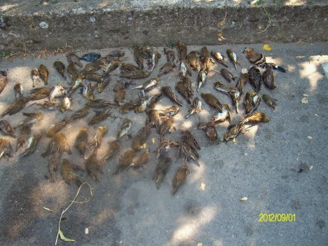 PENTACON DIGITAL CAMERA