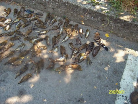 PENTACON DIGITAL CAMERA