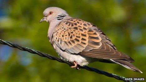 turtle dove 1