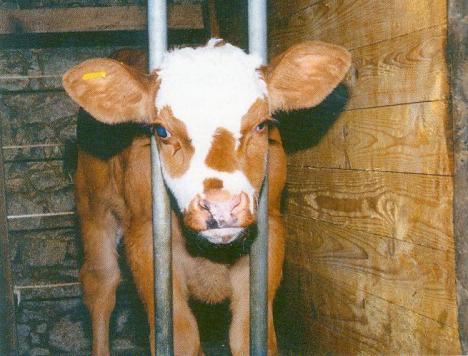 Veal calf Crated