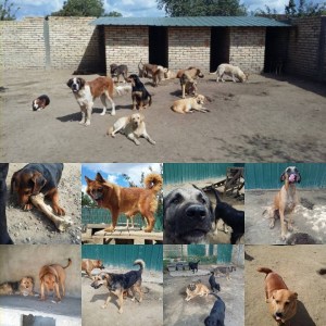 serbia appeal 11 sept