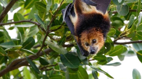 mauritus flying foxes