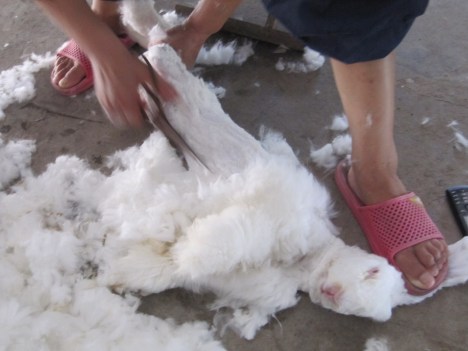 peta angora china