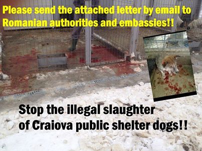 Rom pubic shelter dogs