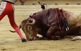 bullfight