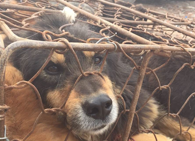 dog meat trade