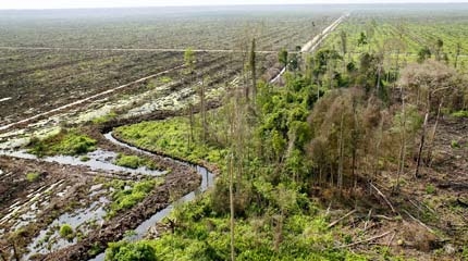 palm oil greenpeace uk