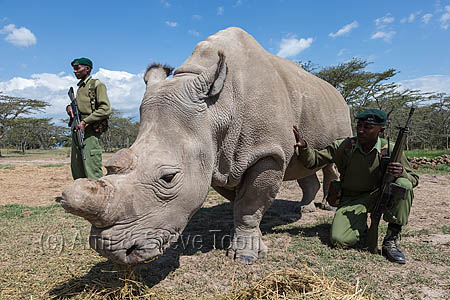 Northern white rhino (Ceratotherium simum cottoni) cow called Najin, watched over by armed guard, Ol Pejeta Conservancy, Laikipia, Kenya, Africa, September 2012