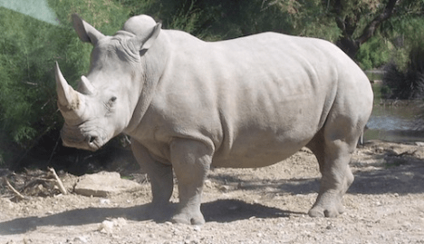 white rhino 2