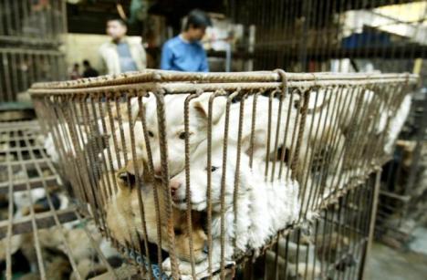 yulin dogs
