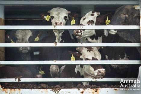 Aus exports jan 16 1