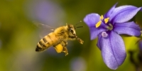 bee