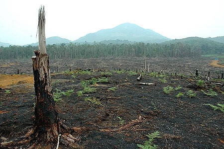 palm oil 2
