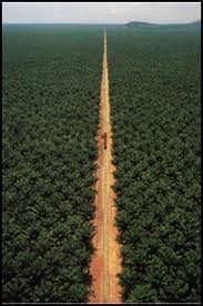 palm oil 4