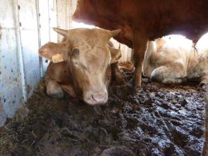 12715740_976851772397314_8746142858581221756_n