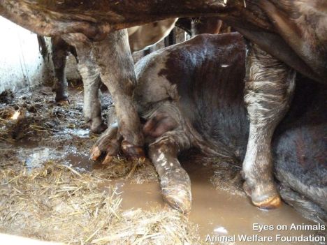 cattle in manure