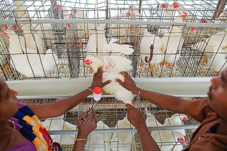 chicken antibiotics india