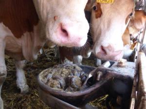 12728918_976851822397309_1090523937518444929_n