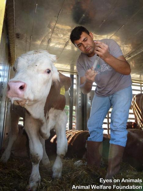 12744545_977539955661829_4459847422047845705_n