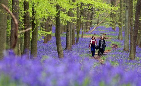first of may bluebells in dockley wood ashridge....nr,. hemel hempstead...see words ends