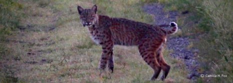 bobcat2