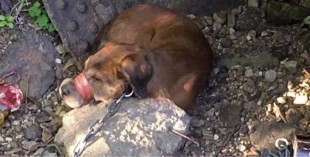 dog taped and chained