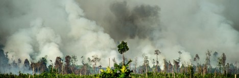 palm oil fire