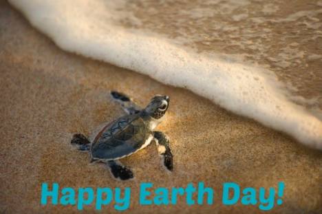 turtle earth day
